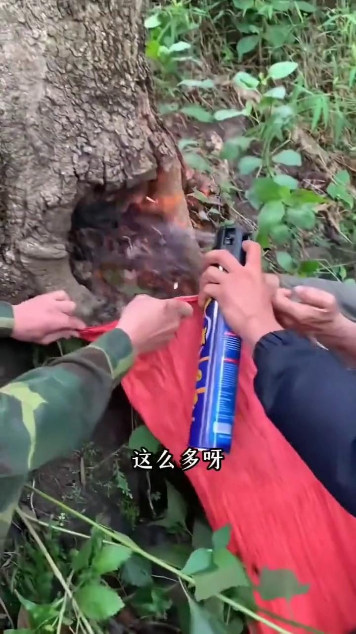 一大窝赚翻了。
出来了，快喷。这么多，发了。你们知道现在这玩意有多贵吗？500块