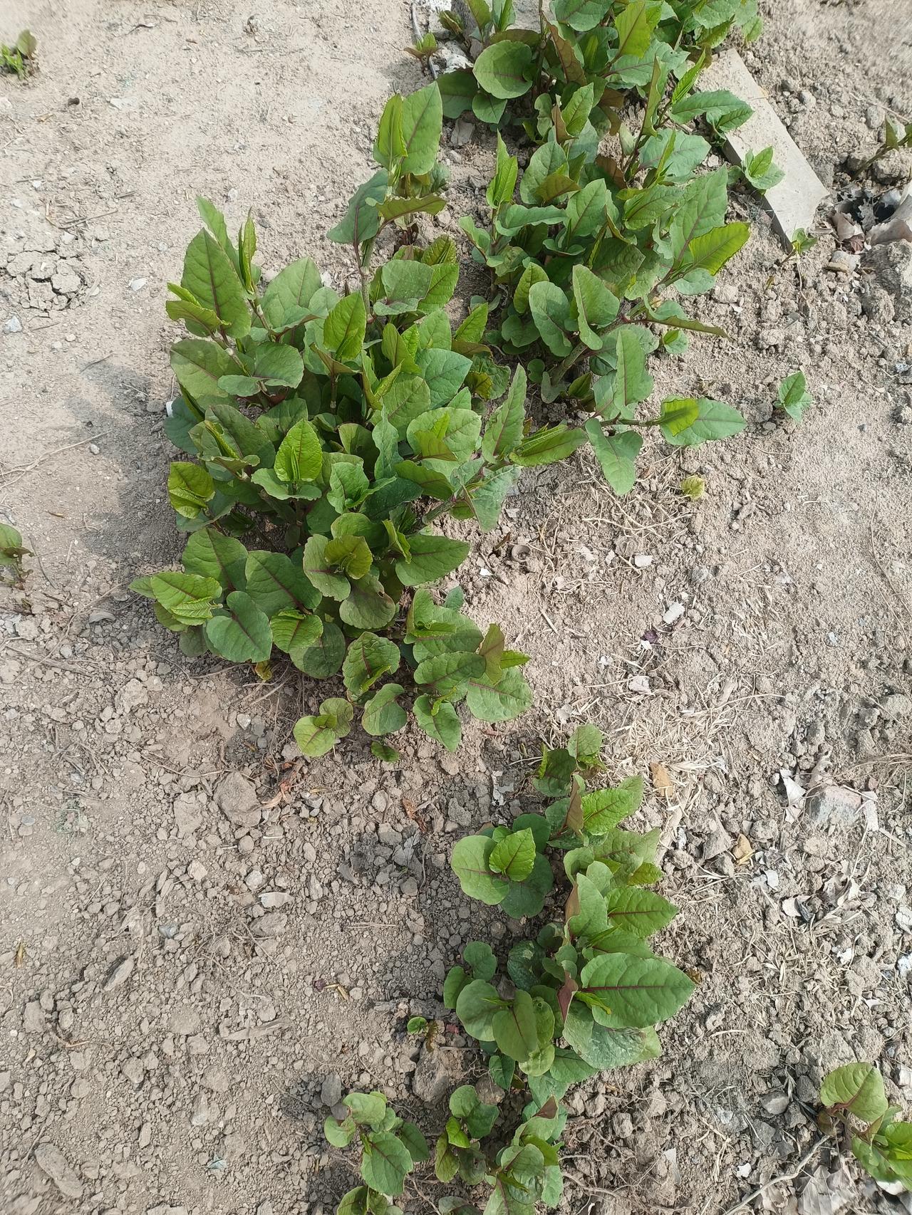 先练形意五行拳打好基础，
增加功力，
再练十二形，丰富一下五行拳的变化，
步法，