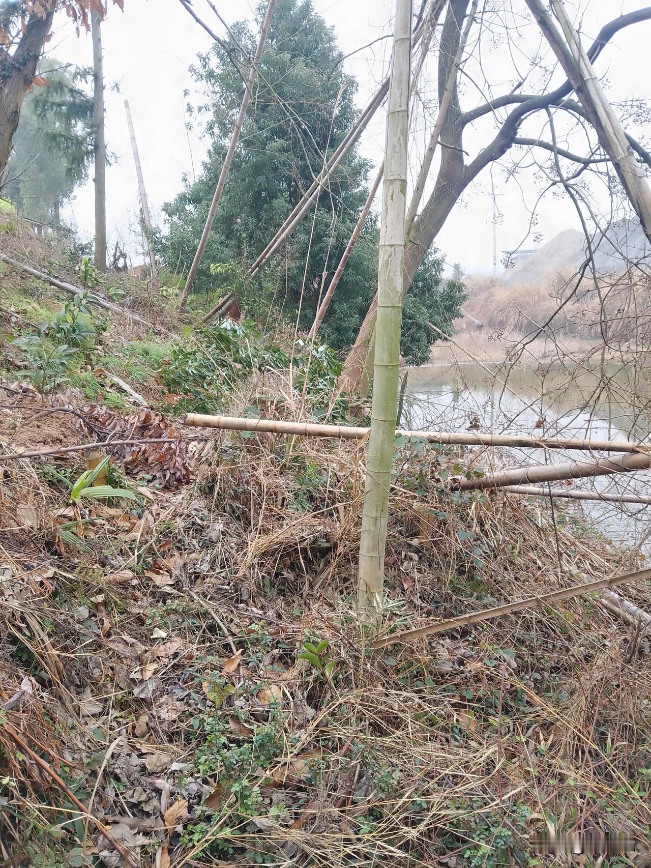 万万没有想到！为了一块小地，五叔竟然用上了绝杀的损招！

看到这一幕我惊悚了！