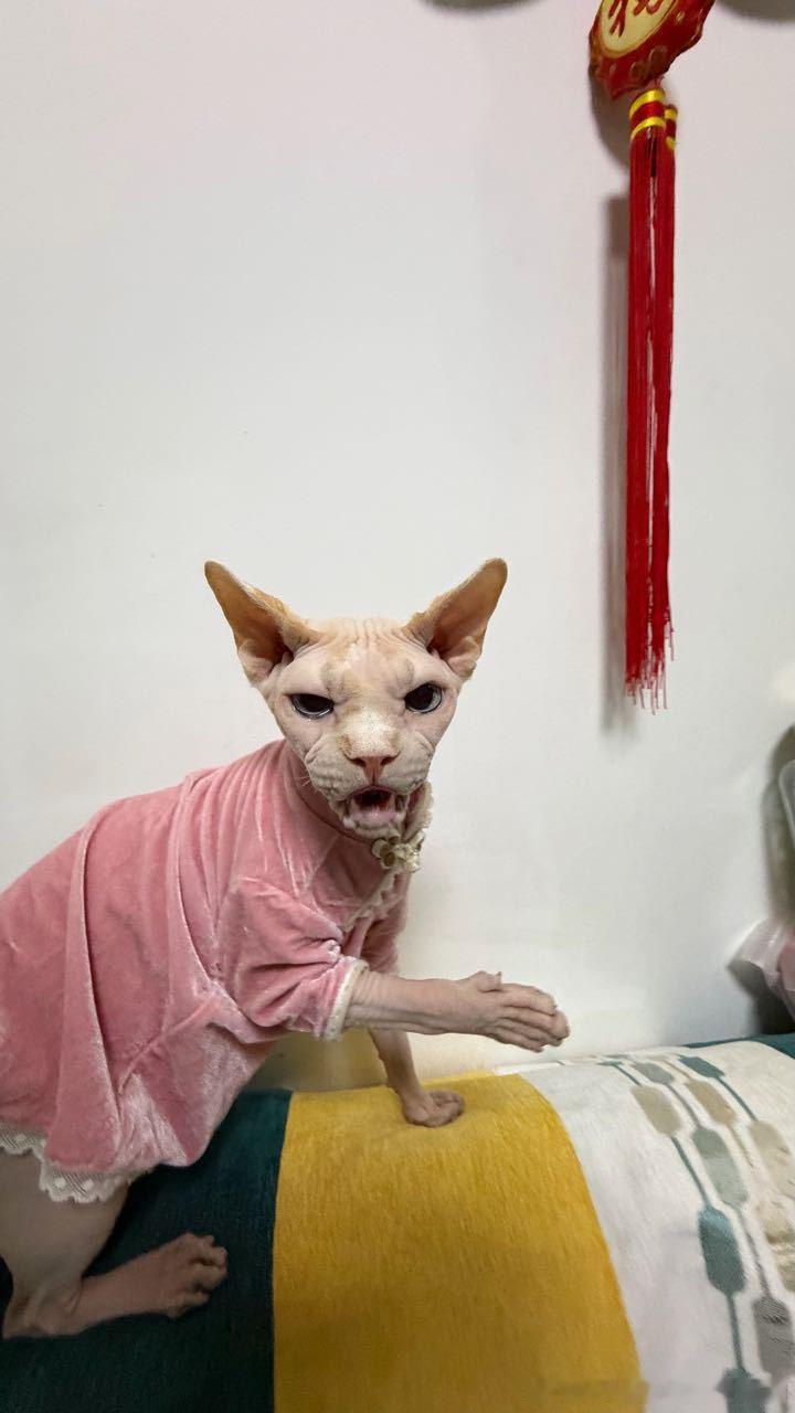 49411【丑猫】朝右边滚 