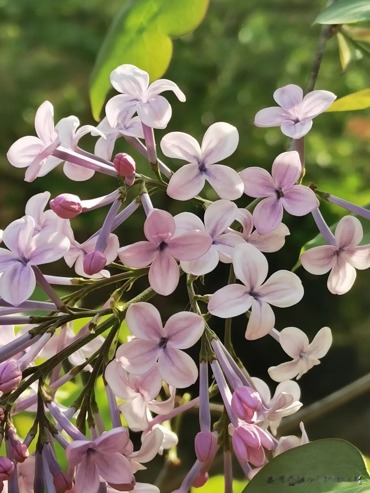 丁香花
花朵虽小，但人家却进入了小学语文课本，还成为了一首经典老歌。
你说你最爱