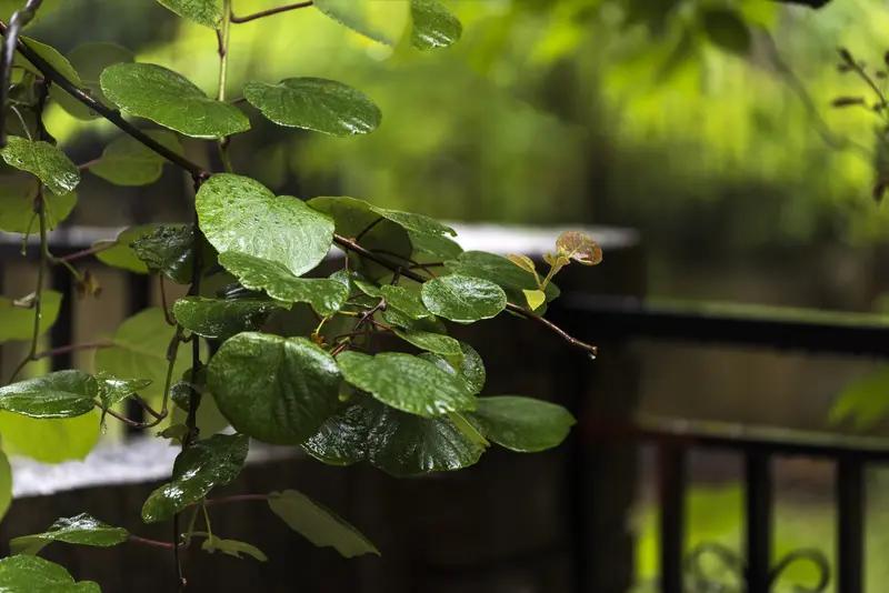 看到“细雨过后山尤碧”这个上联，我也来了兴致对下联。按照对联规则，“细雨”对“微