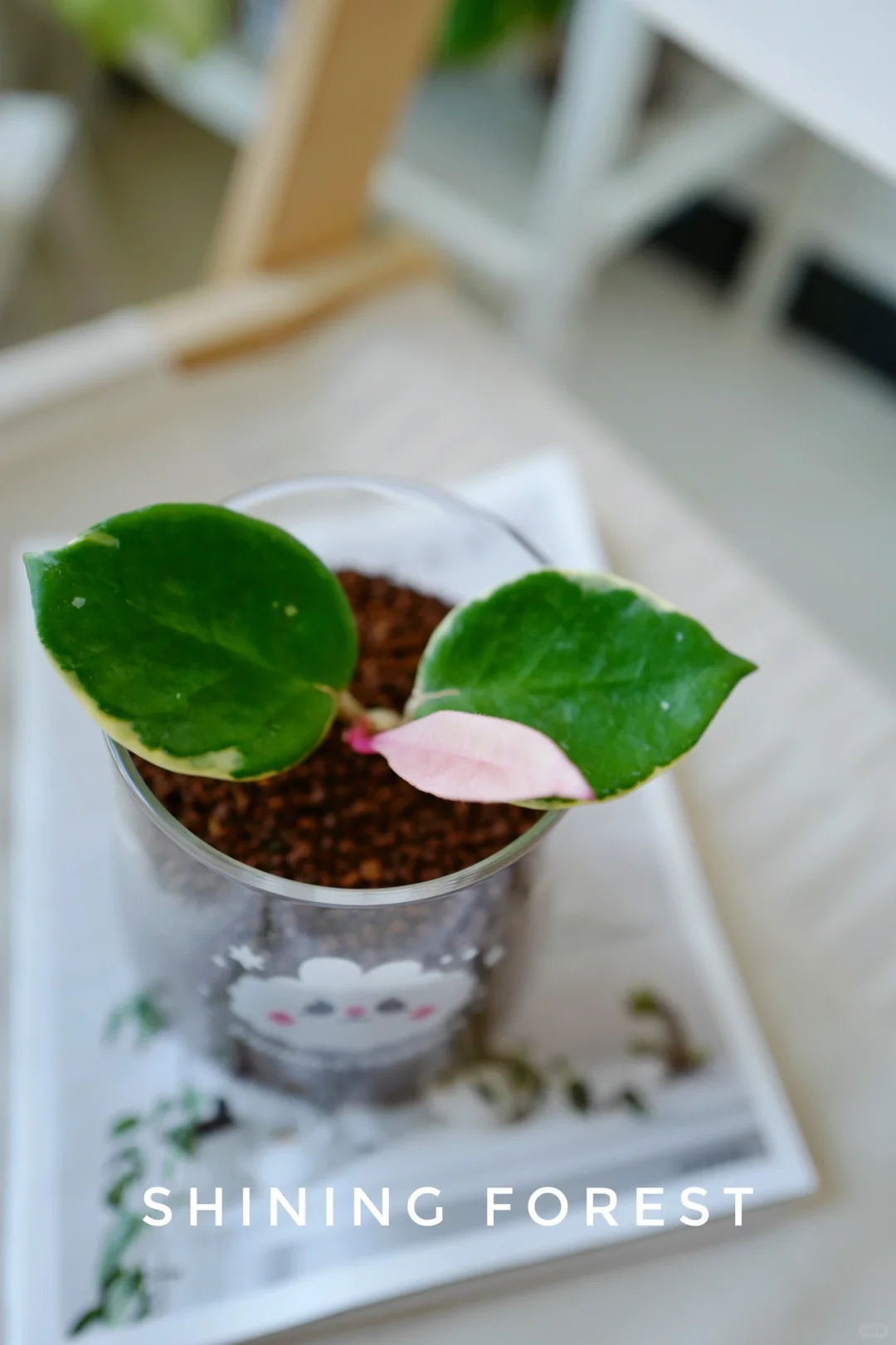 💚养植物的快乐是什么？