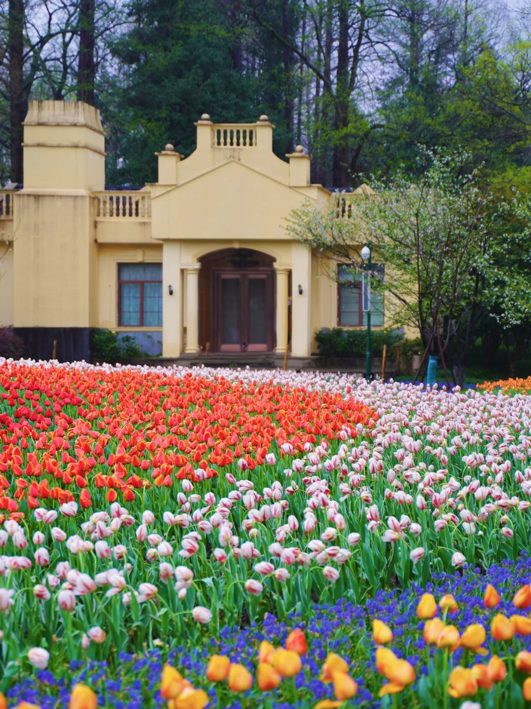 去西湖99次！还是最爱太子湾🌷赏花避堵攻略