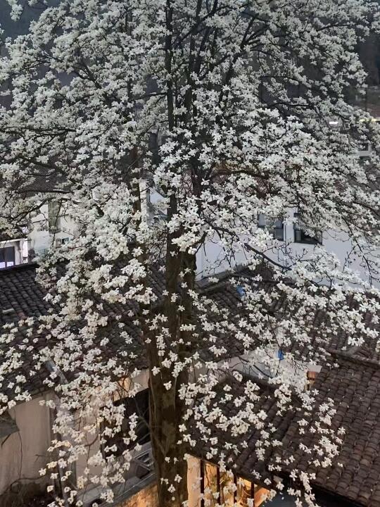 200多岁的玉兰花开，错过再等一年‼️