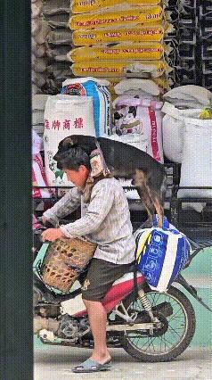 老哥也是真会省心，骑个摩托车出门，前头驮筐，后头装货，干脆叫自家大狗站后头跟着。