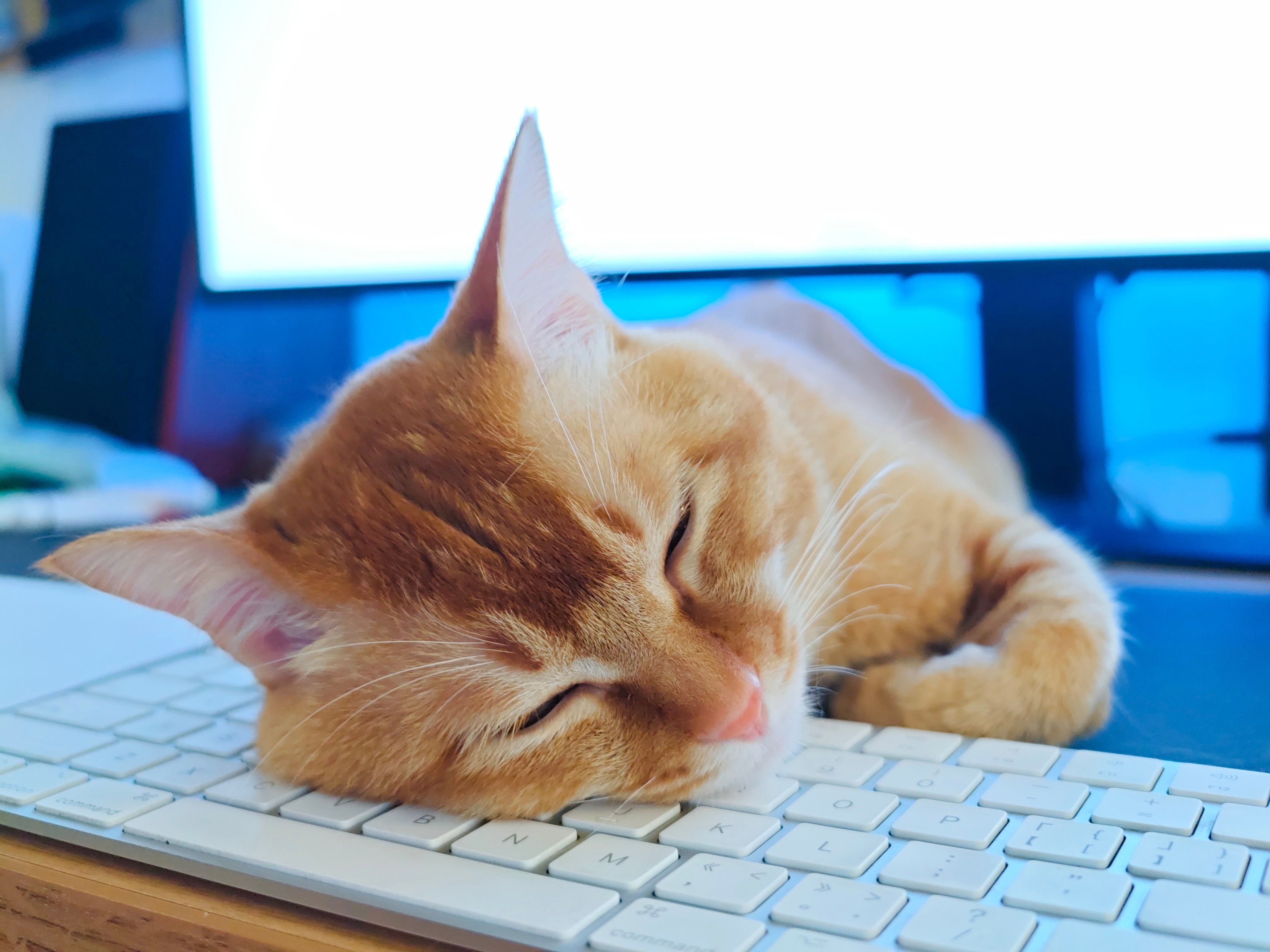 键盘被霸占⌨️，完全无法工作。不工作，怎么养你🐈？ ​​​