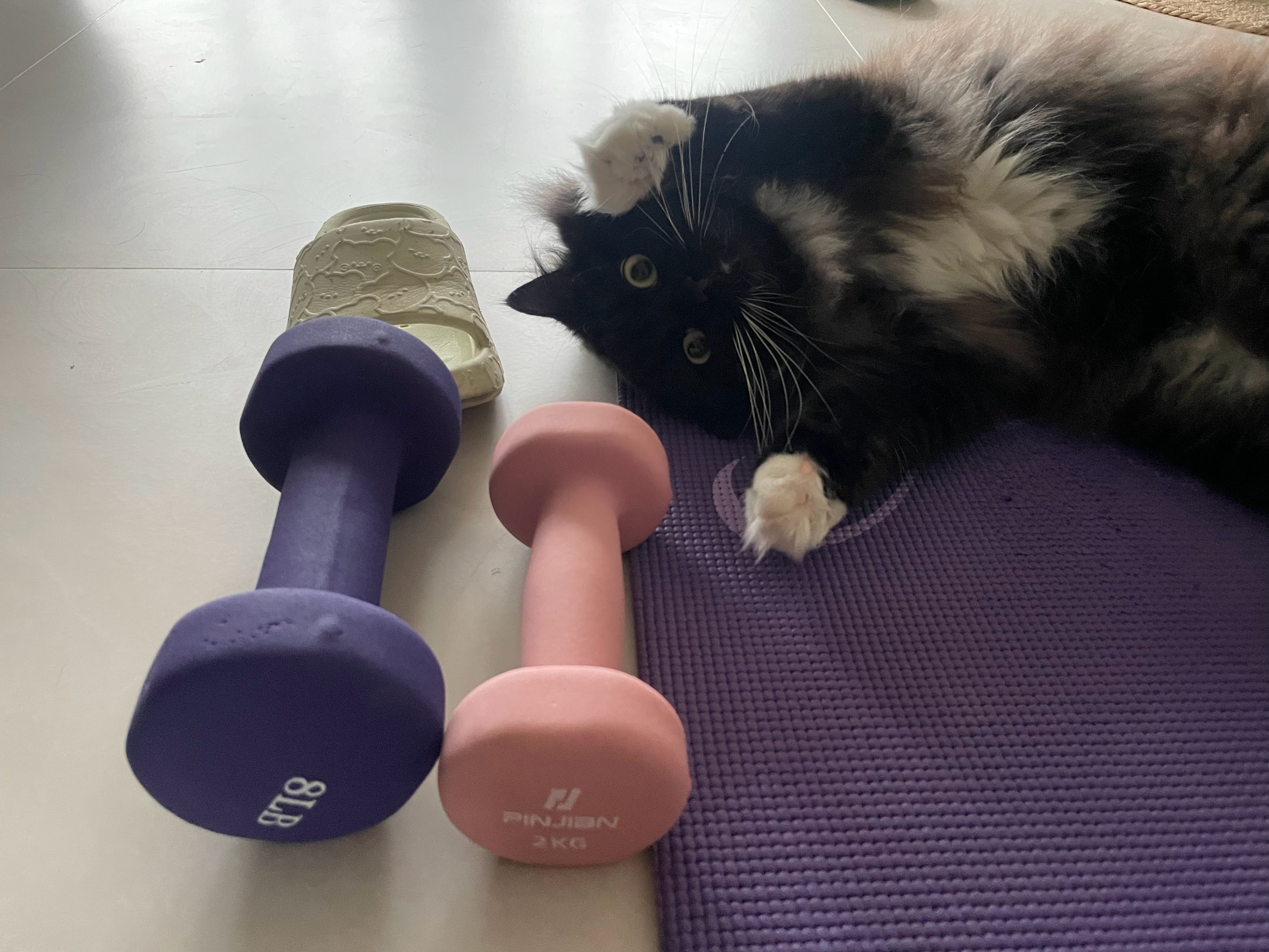 借猫表达一下，咱现在也举得起八磅哑铃了！ 