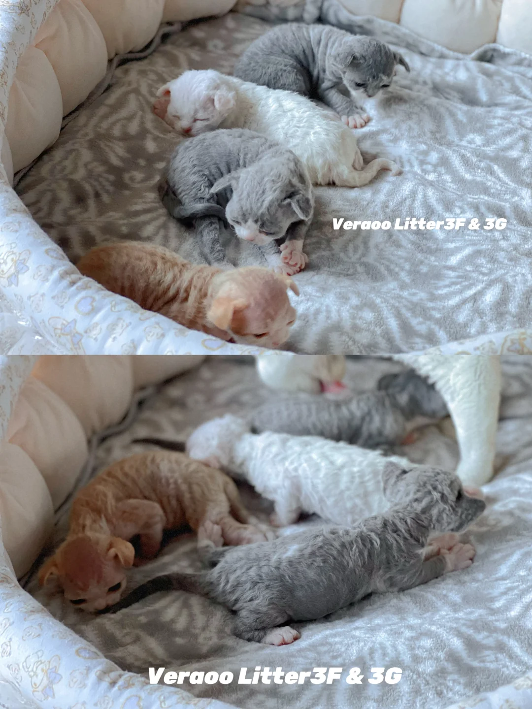 新一波好看的小奶卷们哦｜德文卷毛猫