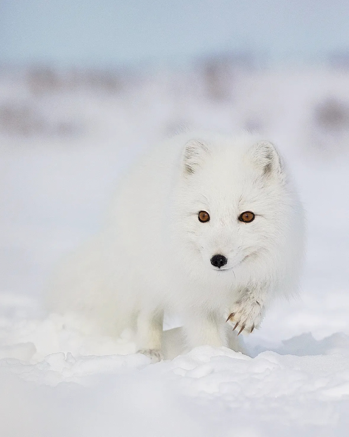 狐狸 寻猎的北极狐©️olga_lvovnaa 