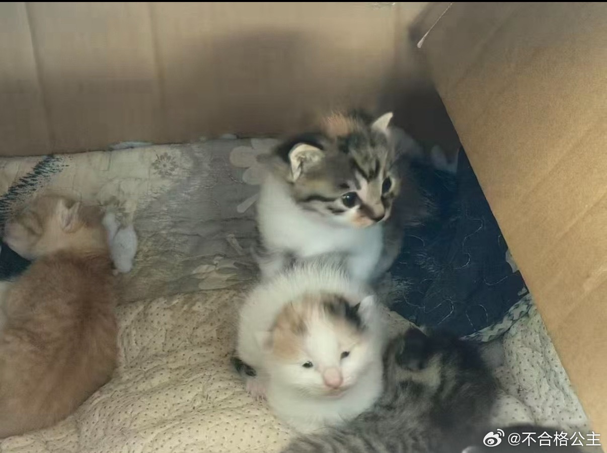 我家鼻吼就这样 