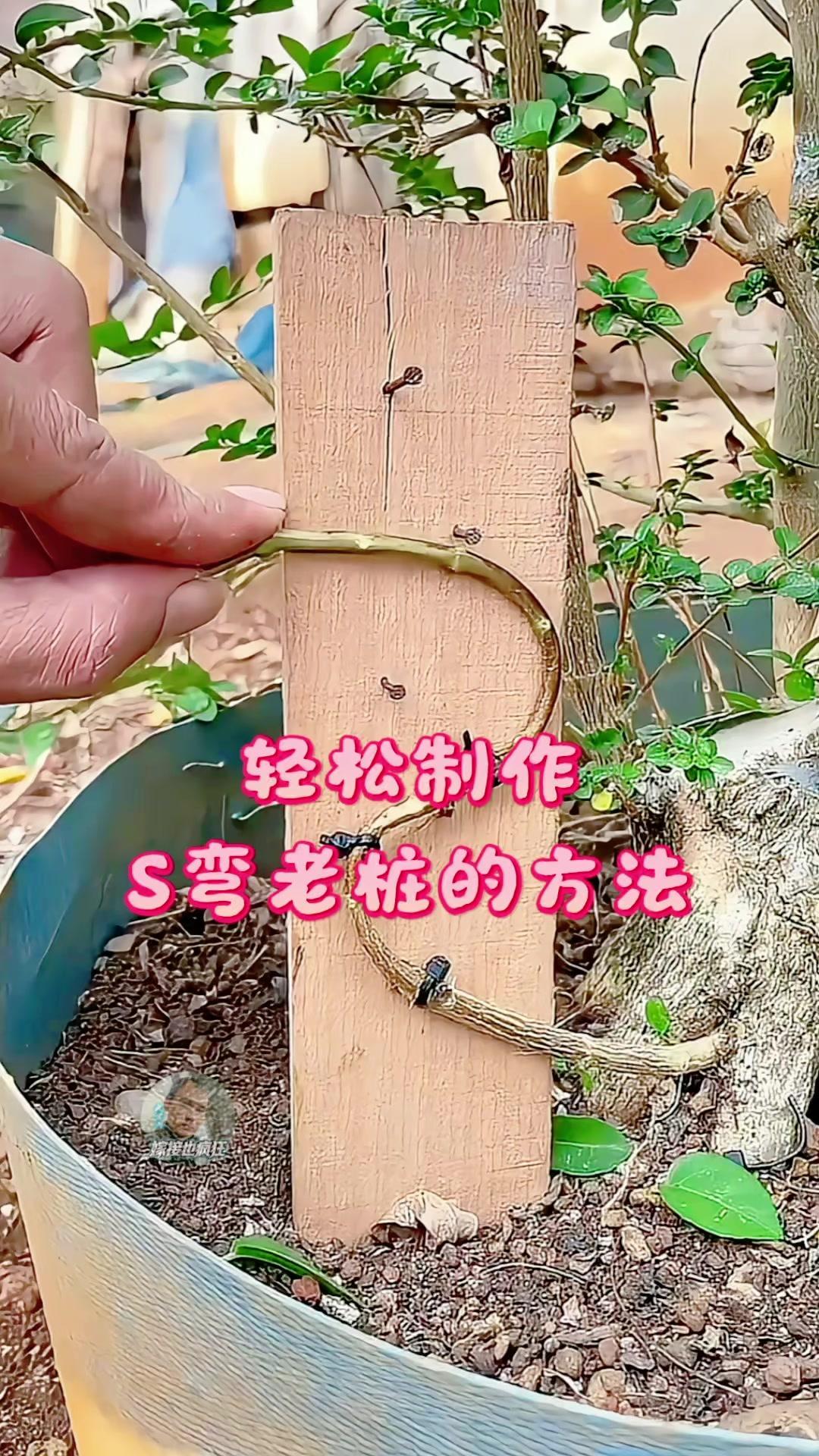 盆景枝条弯折塑形教程。🌿去外公家玩刚好撞见他做盆景塑形，手法熟练得我...