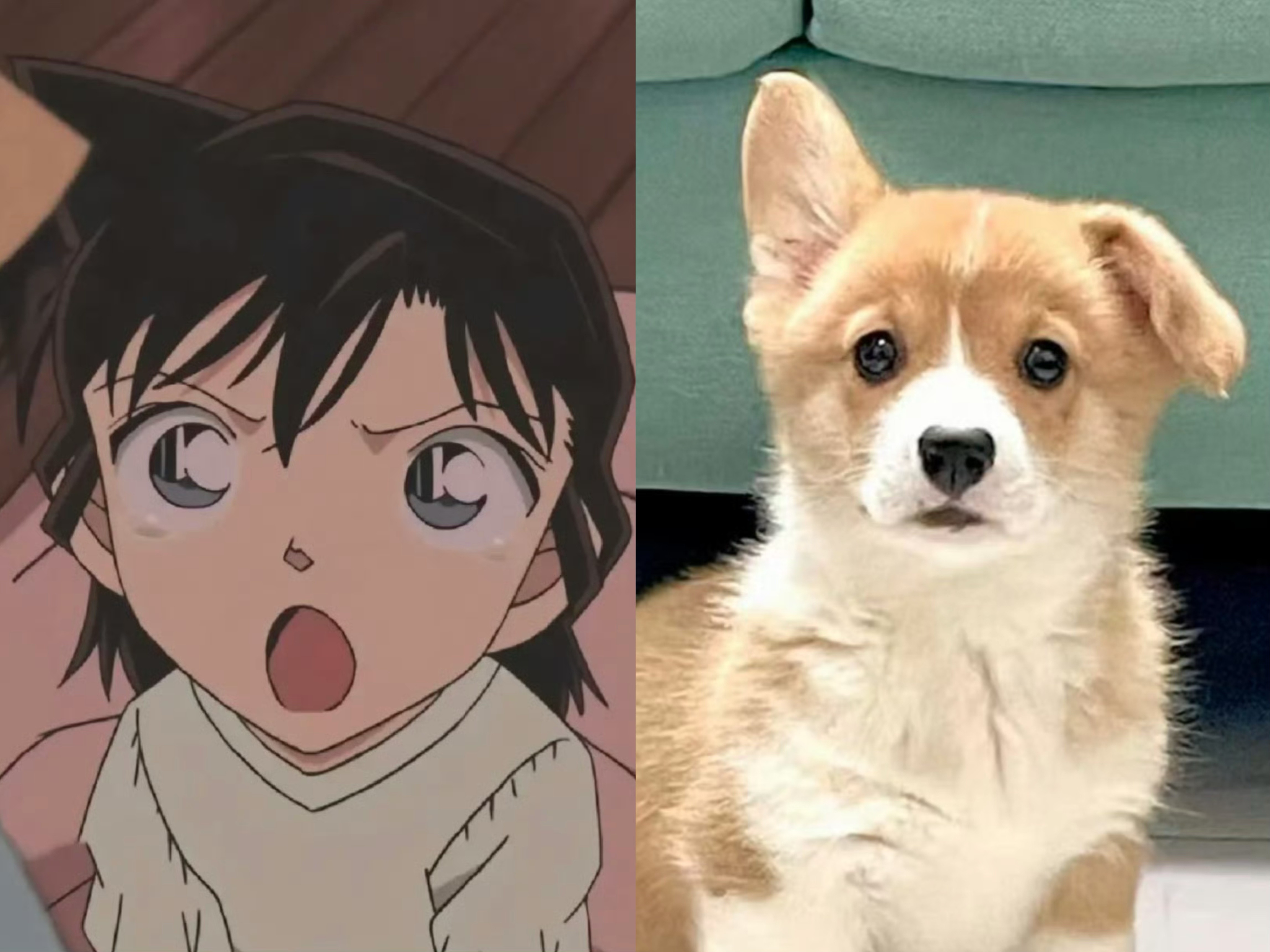 小狗妹毛利兰 ​​​