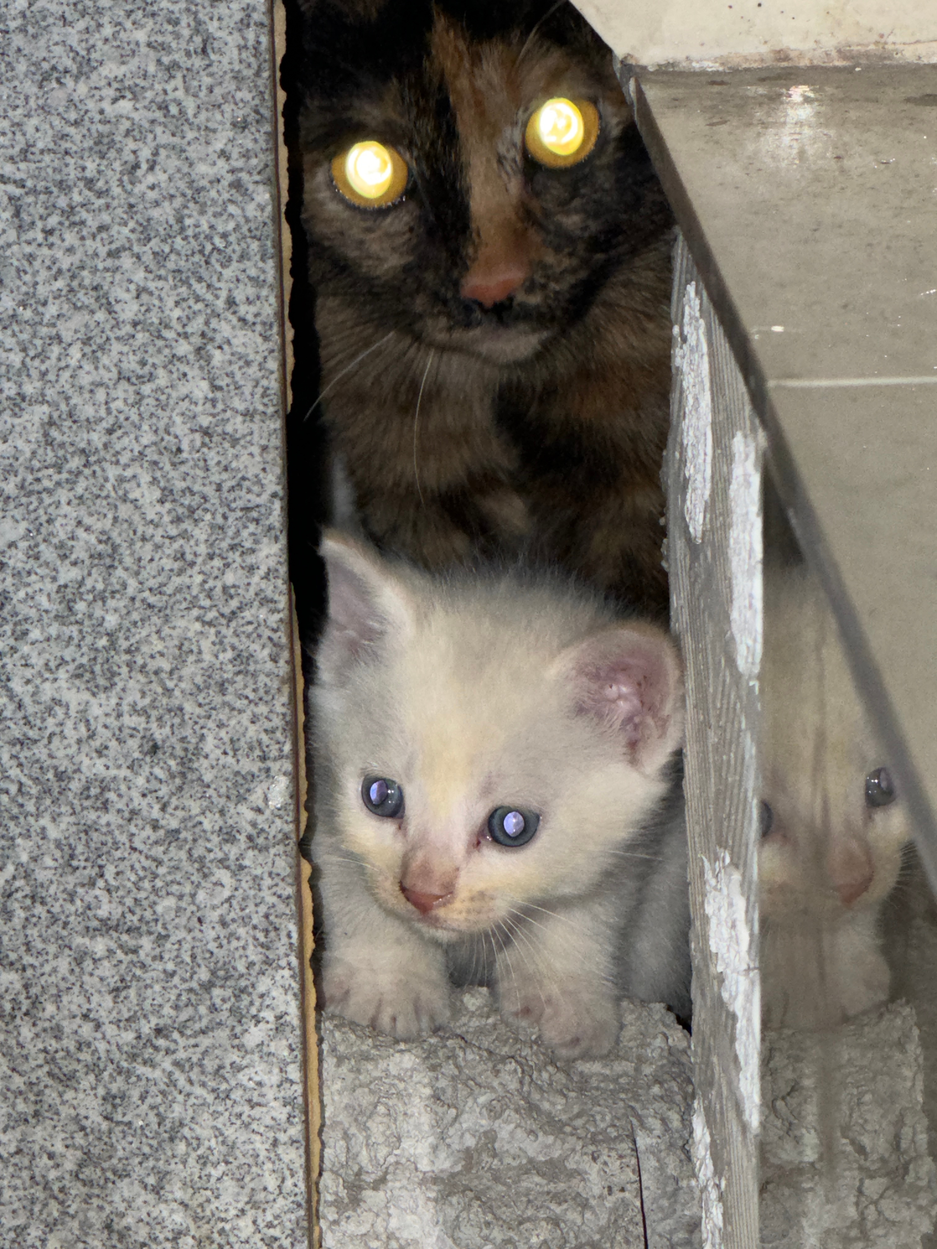 办公室周边的野猫生了、小猫好可怜、躲在墙角里、办公室又没有猫粮、只有明天从家里带
