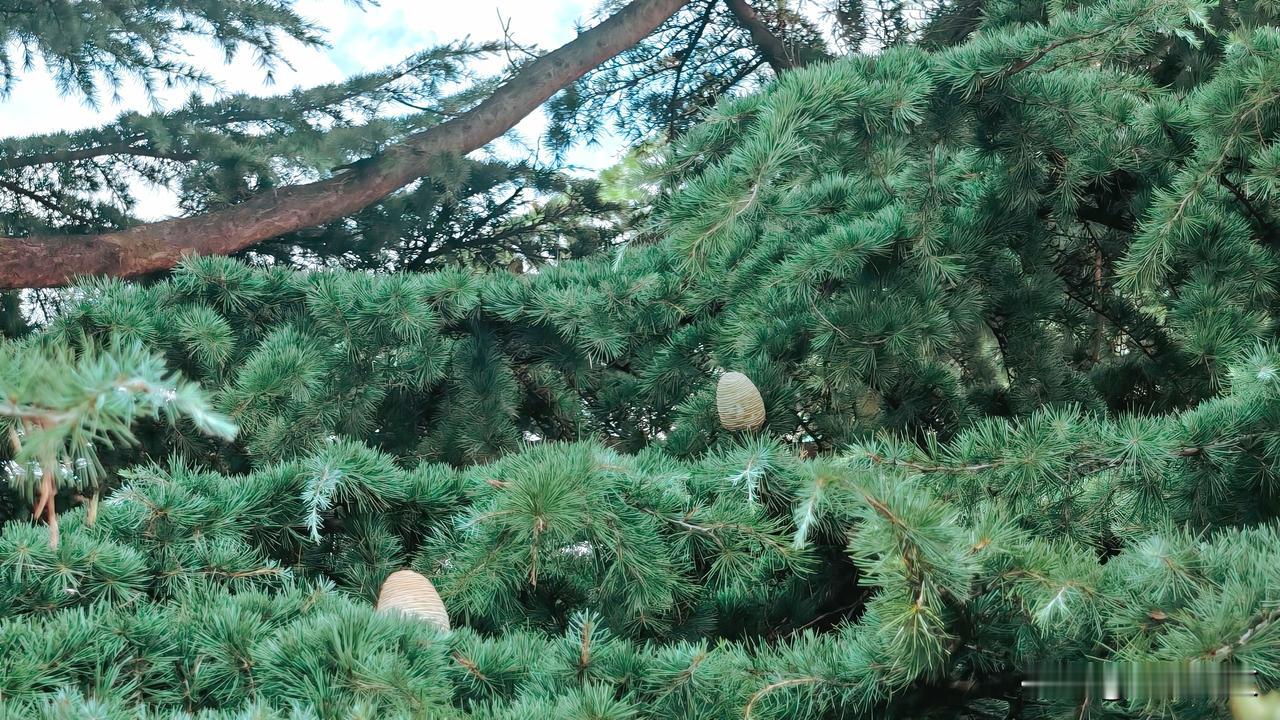 夏日生活打卡季雪松果