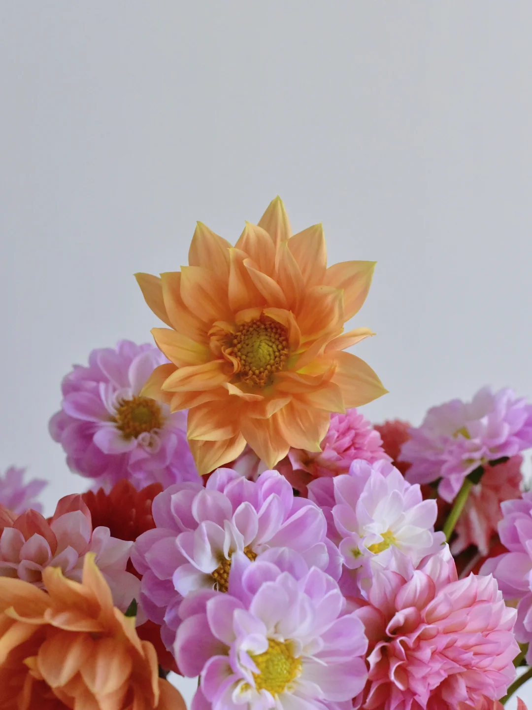 月琪大丽花·新品橙