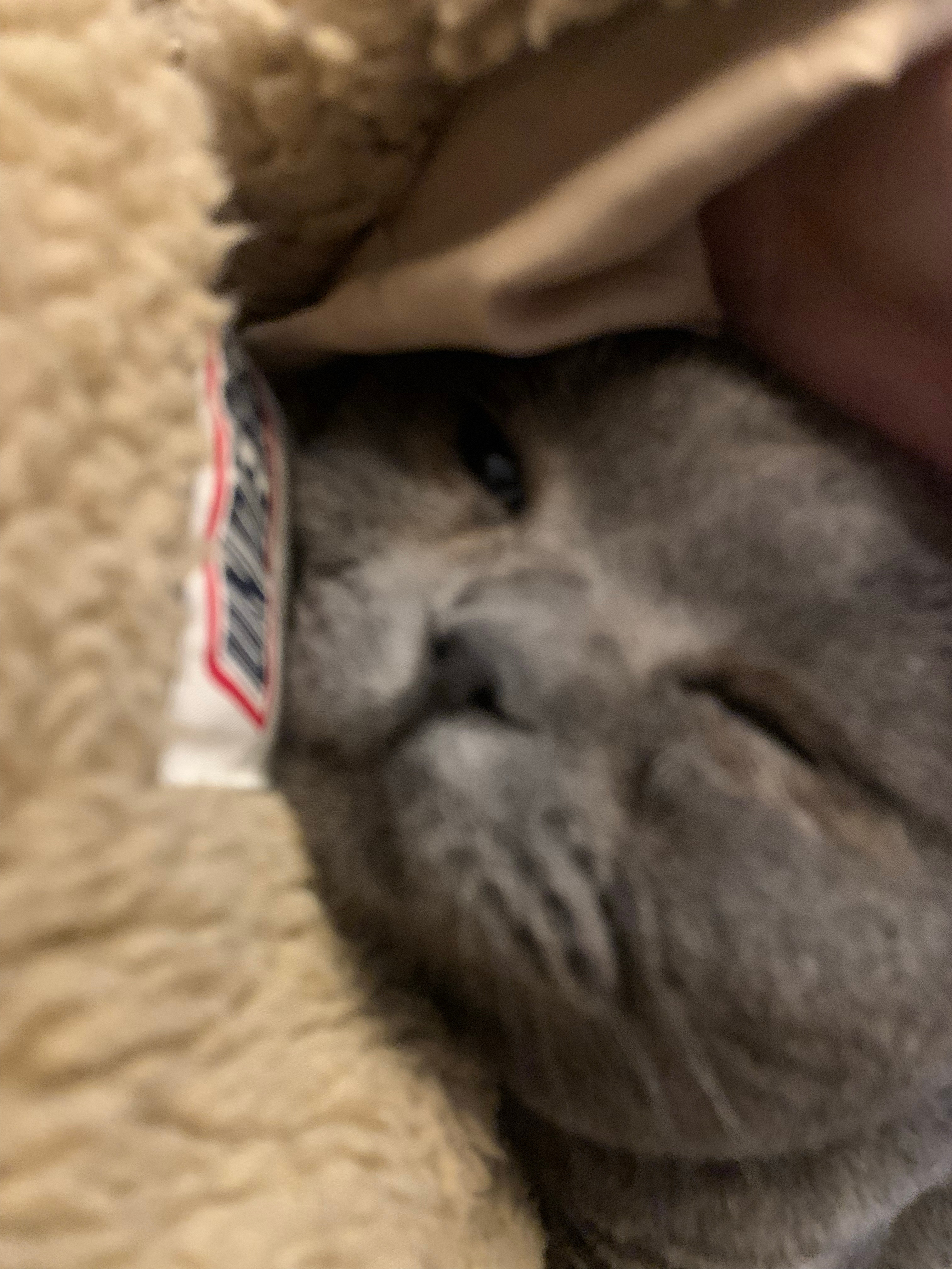 椰子就是一只心思细腻的小猫 