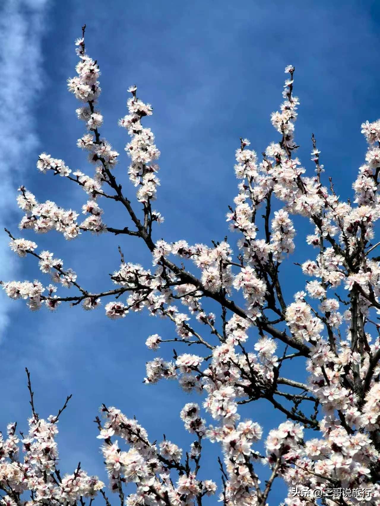 云漫粉谷，春入那拉提
2026年4月1日     星期三
天气多云🌥     