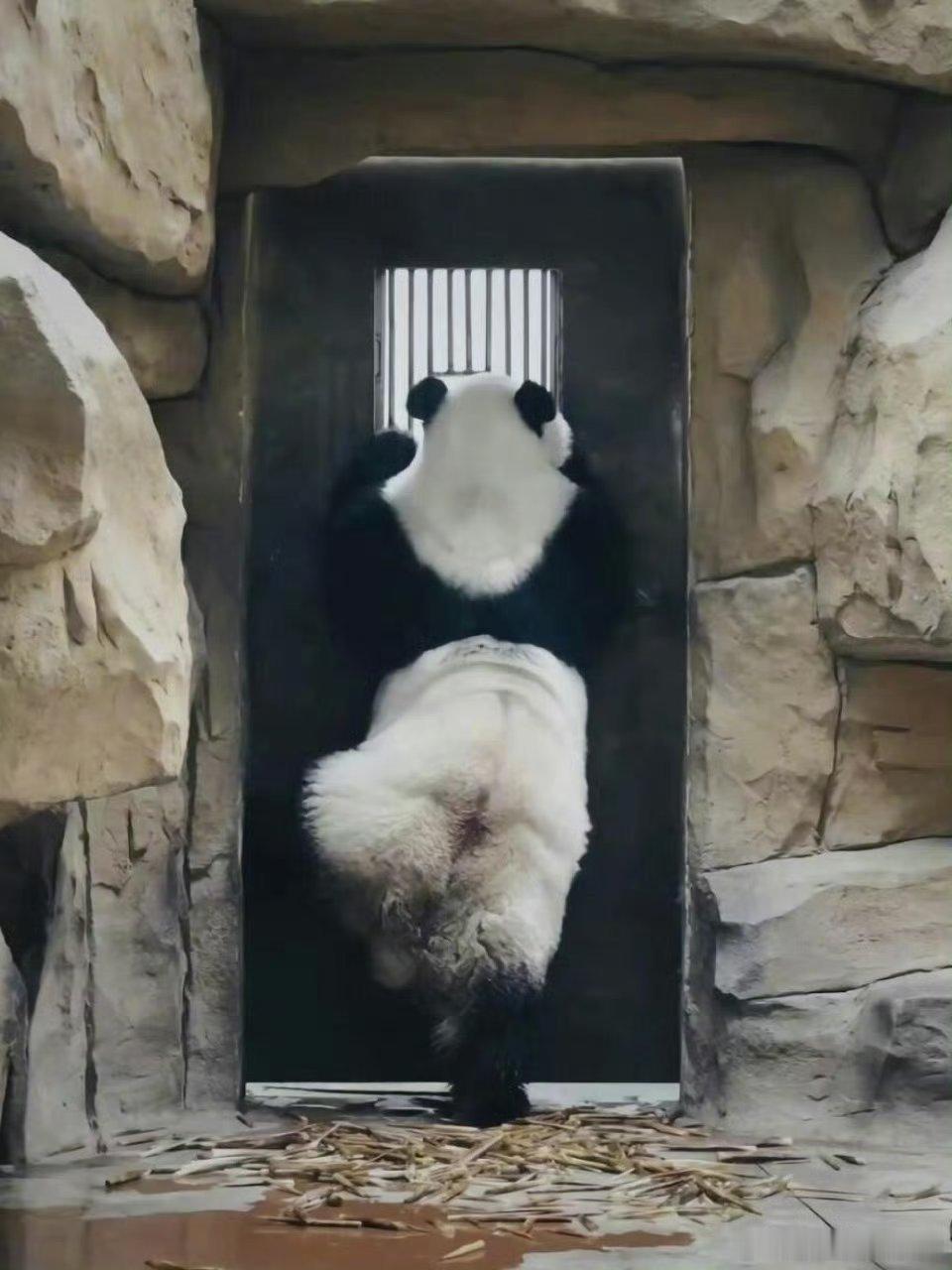 可可爱爱的 panda 君 ​​​