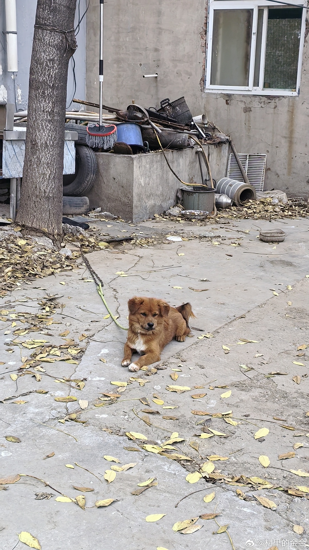 小羽：看那有一只狗🐶。我[心]：看到了。小羽：它主人了？我[心]：不知道呀。小