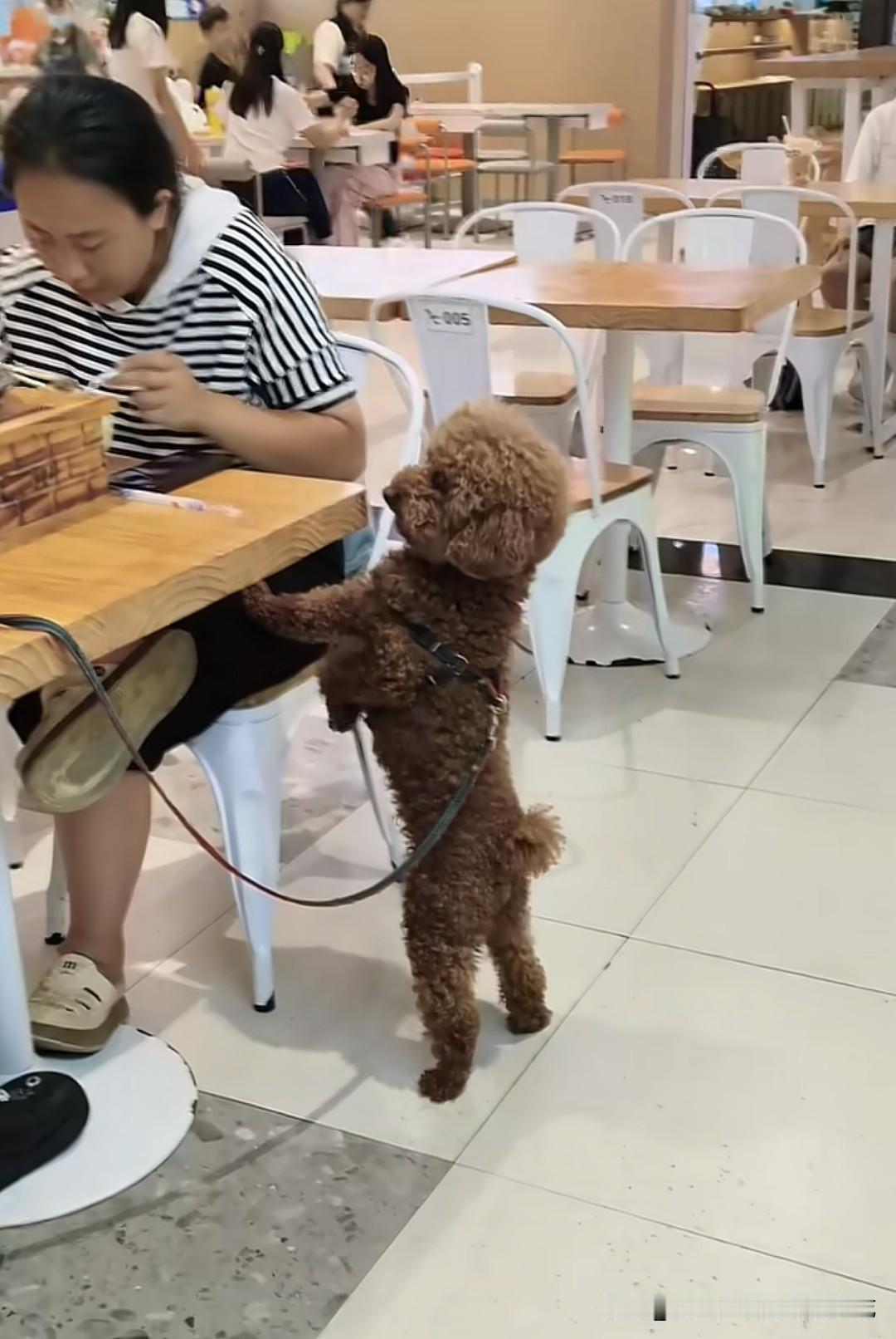 狗进店，这次轮到湖北十堰华悦城楼下的美食街了！从图片来看，吃的是地锅鸡，探头探脑