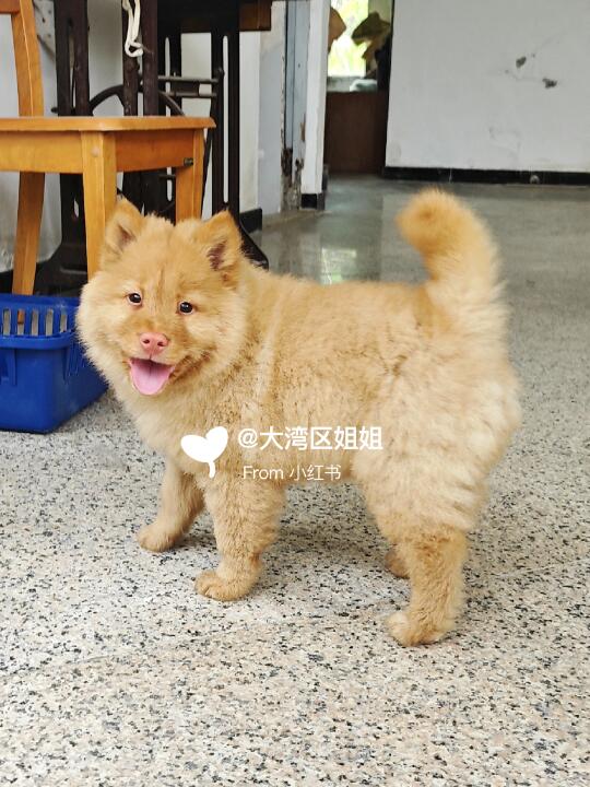 安静的粉鼻子香槟色土松弟弟，温顺可爱。