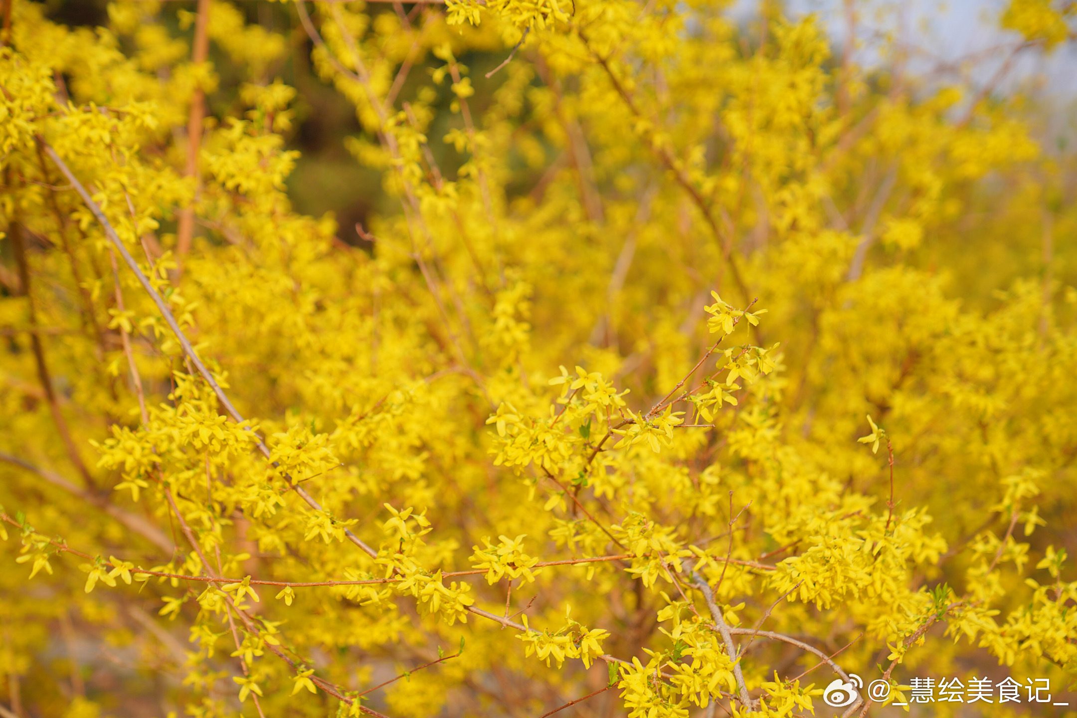 蓝天、白云、春花~随手一拍都很美最美人间四月天