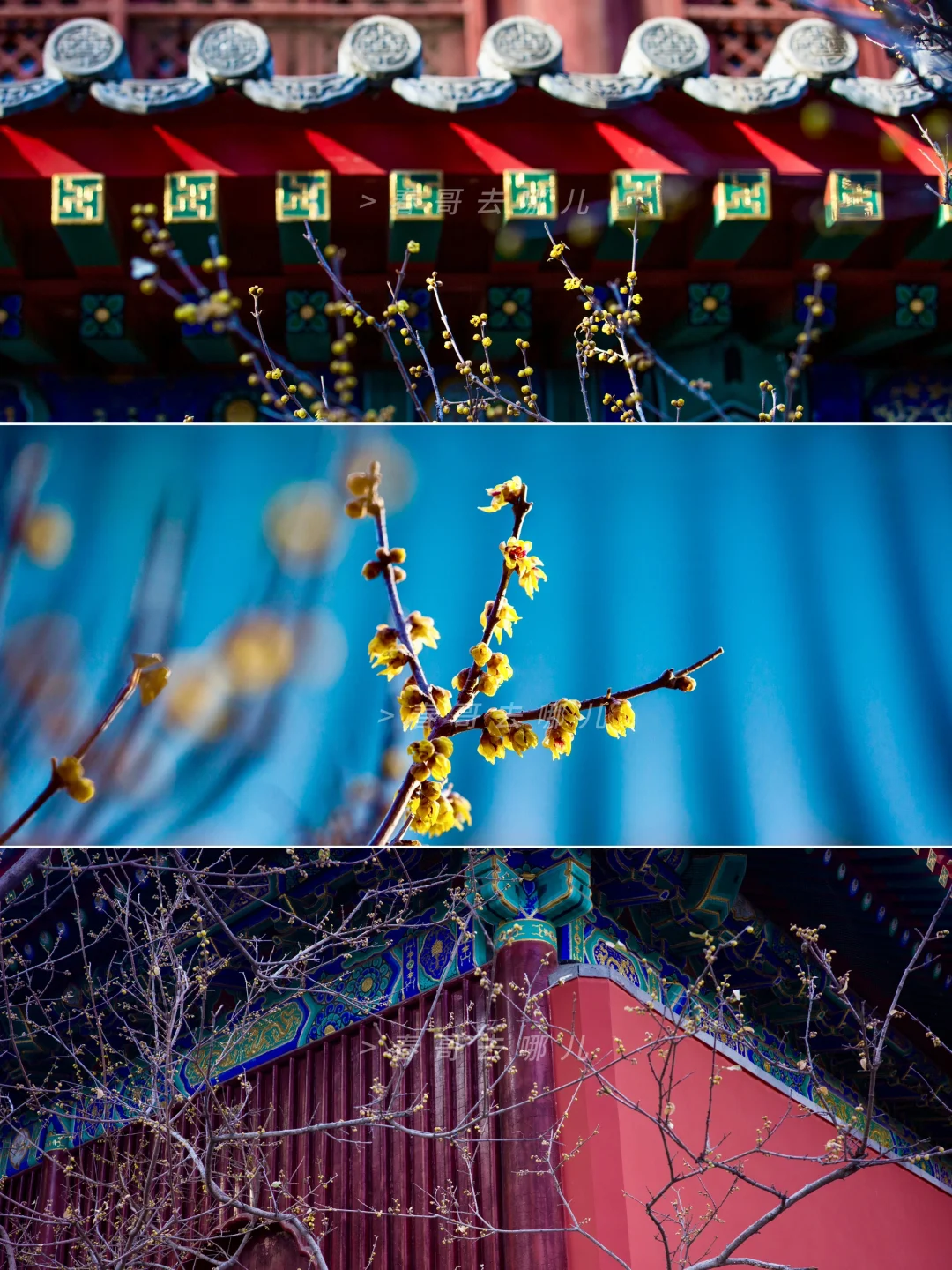 北京第一拨春花：卧佛寺腊梅上线，附2025攻略