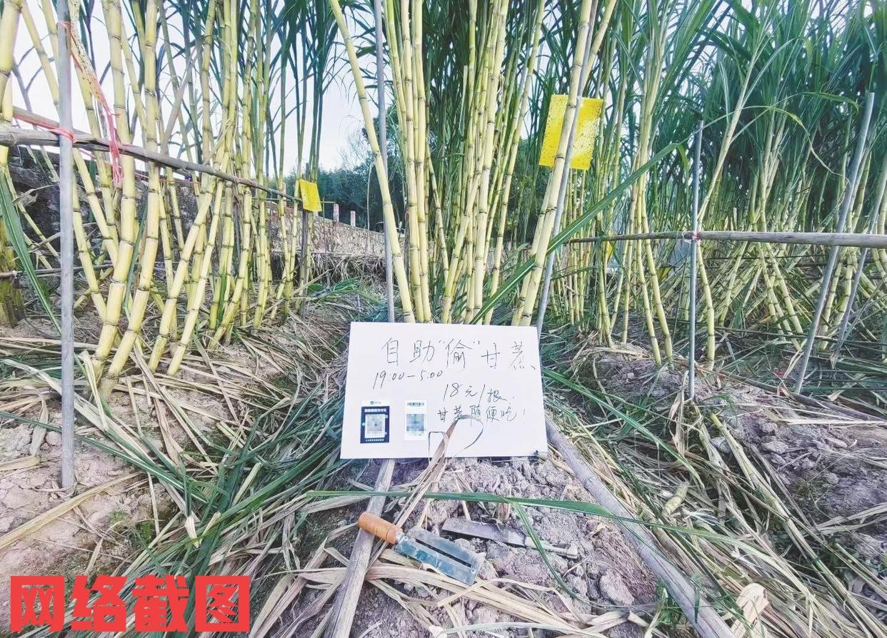 浙江绍兴有块“可偷甘蔗地”亮点了。

如今这里已是网红的打卡点，只为猎奇让如此的