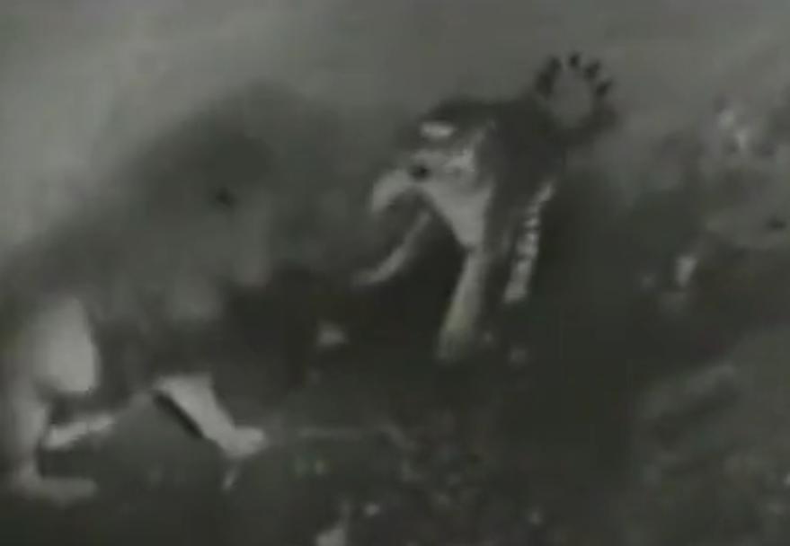 1946年，英国人为了证明狮子才是万兽之王，将一头老虎和一头狮子，关到地坑中战斗