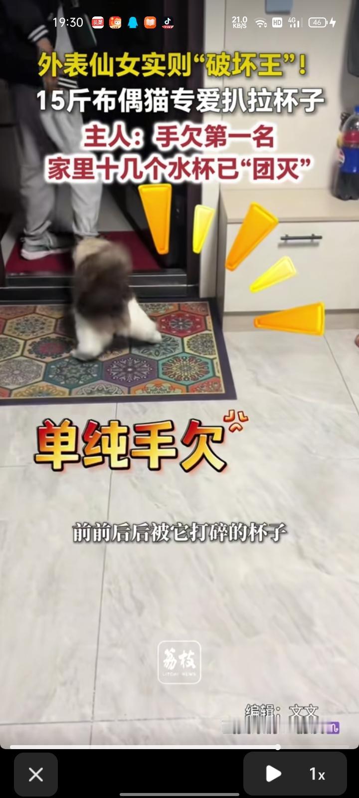 8月7日，江苏盐城。网友发视频称，自家猫咪外表长的软软糯糯，犹如小仙女，在家它是