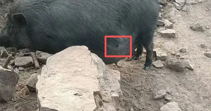 “今天扎野猪，明天可能就扎到人”，无人机搭载利刃狩猎或涉犯罪