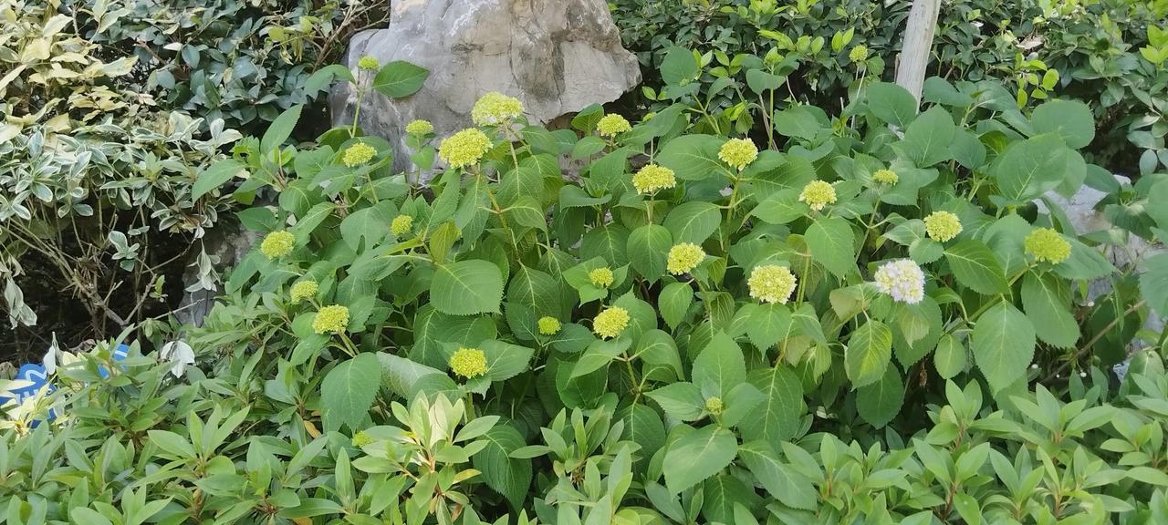 绣球花真的是很迷人的植物。它有好多名字，像八仙花、紫阳花等，这都是因为它花艳叶美