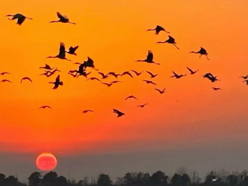 鹧鸪天·观鄱阳湖候鸟
 
落日熔金染远洲，千禽振翅破霞流。
霜翎映水天鹅静，铁翼