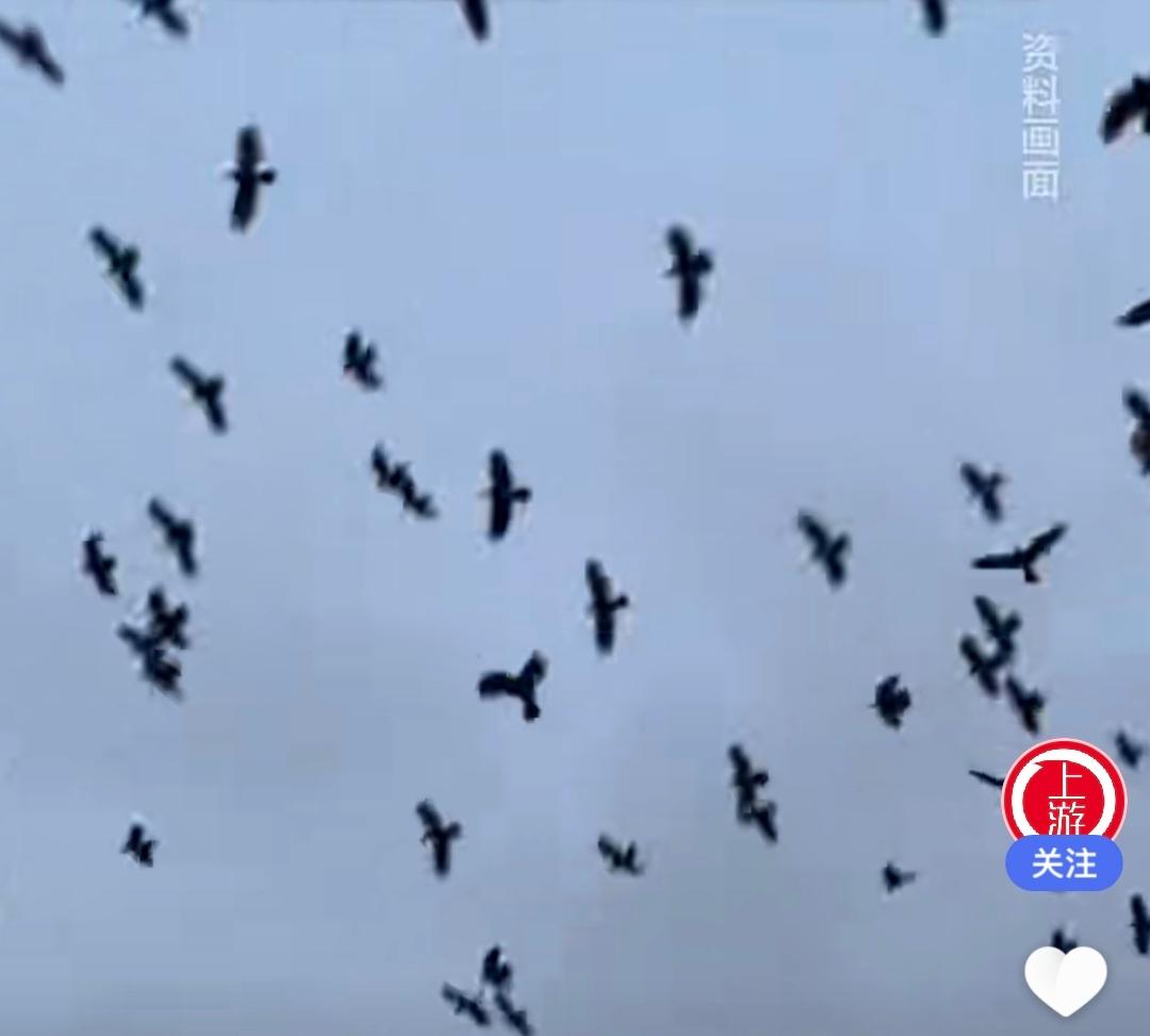 特拉维夫上空乌鸦遮天，这罕见的画面，直接把人给看麻了！
 
据外媒25日报道，近