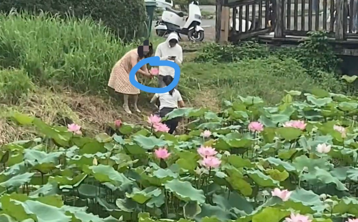 6月10日，玉林一女子偷摘景区荷花池里的荷花。这种行为真的不文明！同城热点创作计