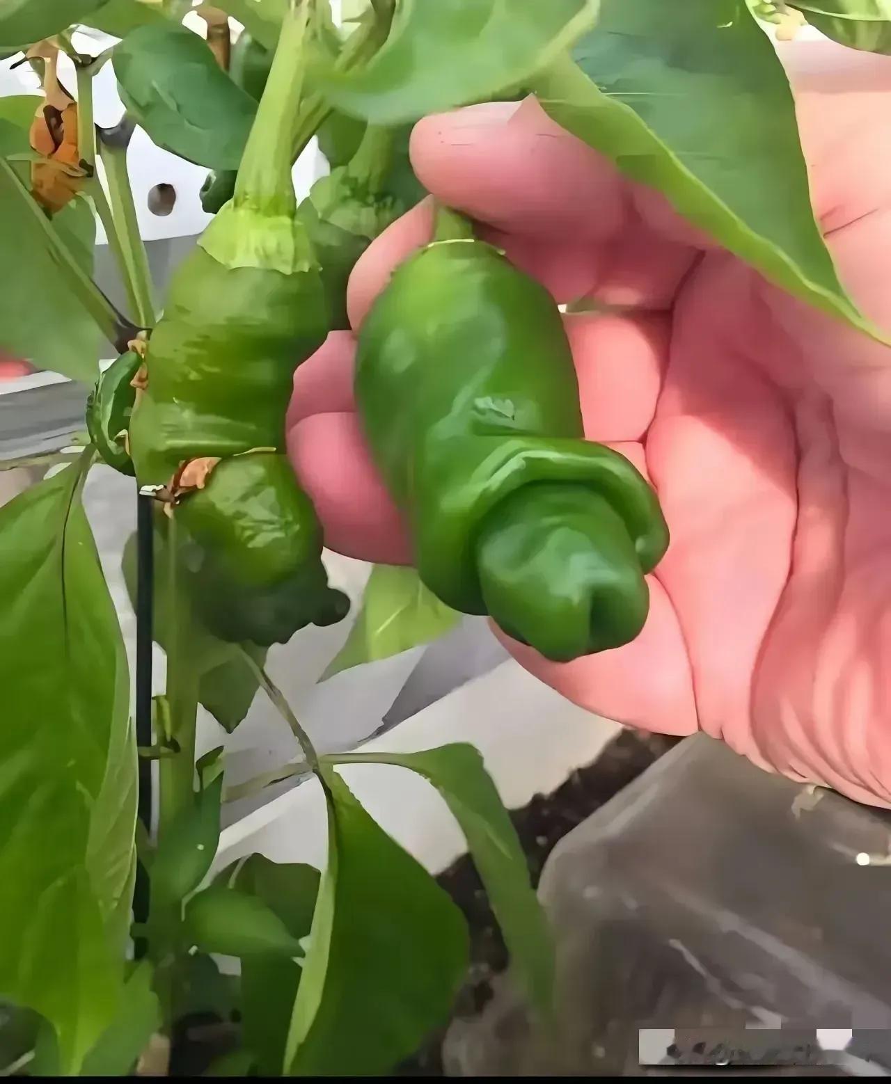 澳大利亚都跑到亚洲来参赛啦？这在实力上是不是有点欺负亚洲其他球队啦？