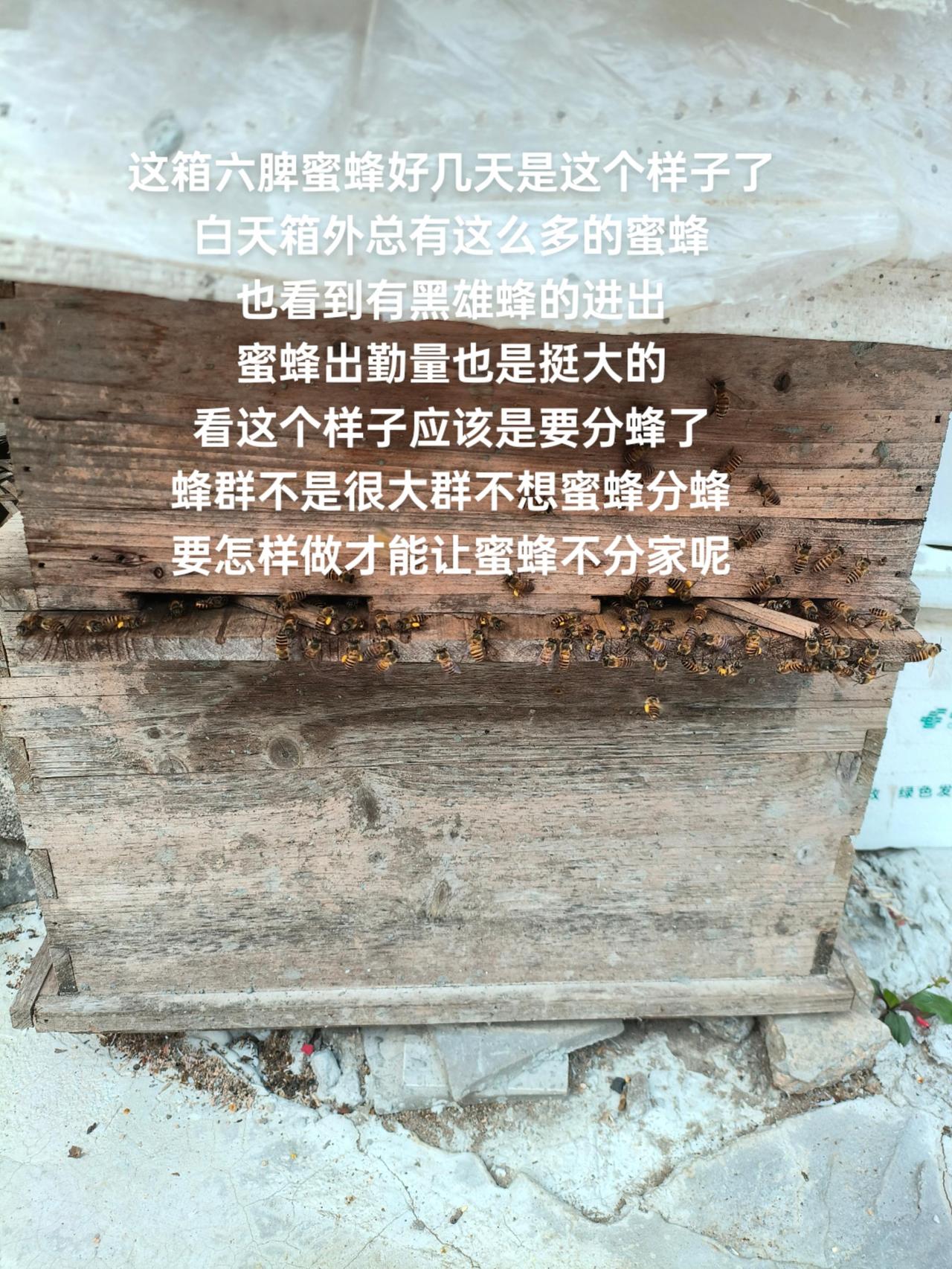 这箱六脾蜜蜂好几天是这个样子了
白天箱外总有这么多的蜜蜂
也看到有黑雄蜂的进出