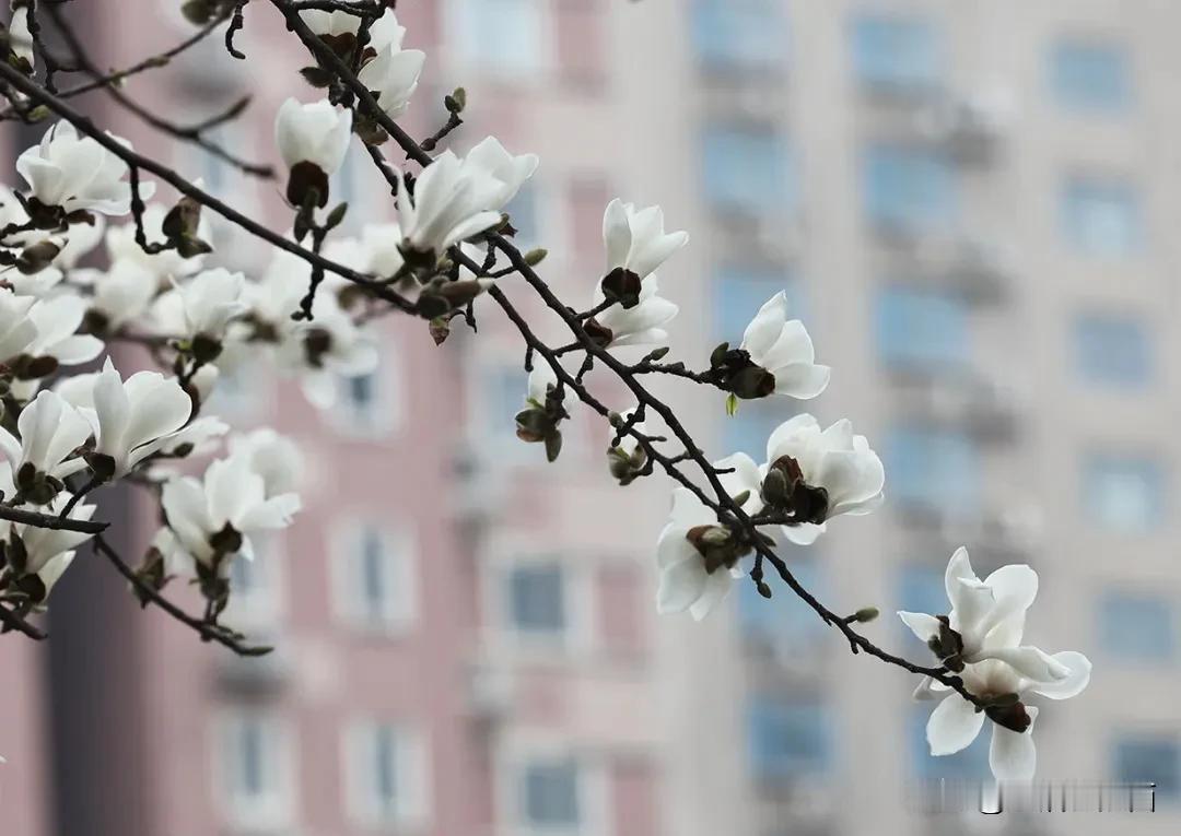  【春到西高新：中央创新区新建小学+2 ！教育配套设施更完善】近年来，作为西安高