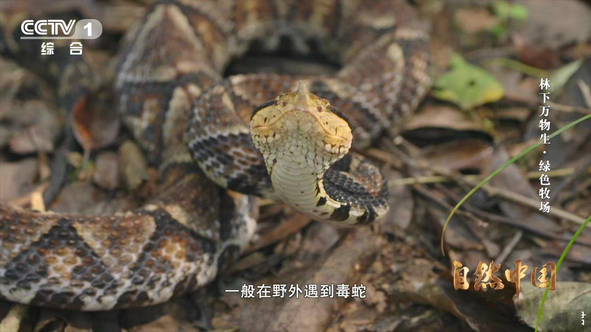 能晒太阳躲雨的仿生态蛇园啥样 这不是蛇园，是自然课堂！永州人通过观察异蛇习性，打