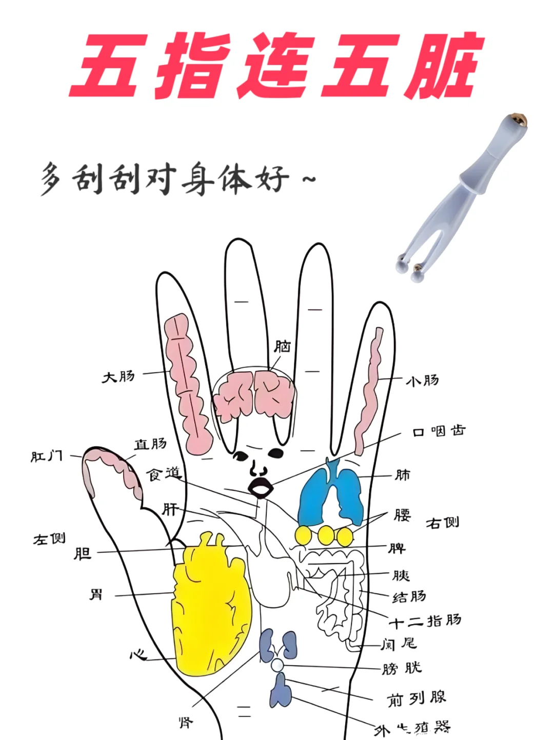 五指连接五脏，不舒服来看看！