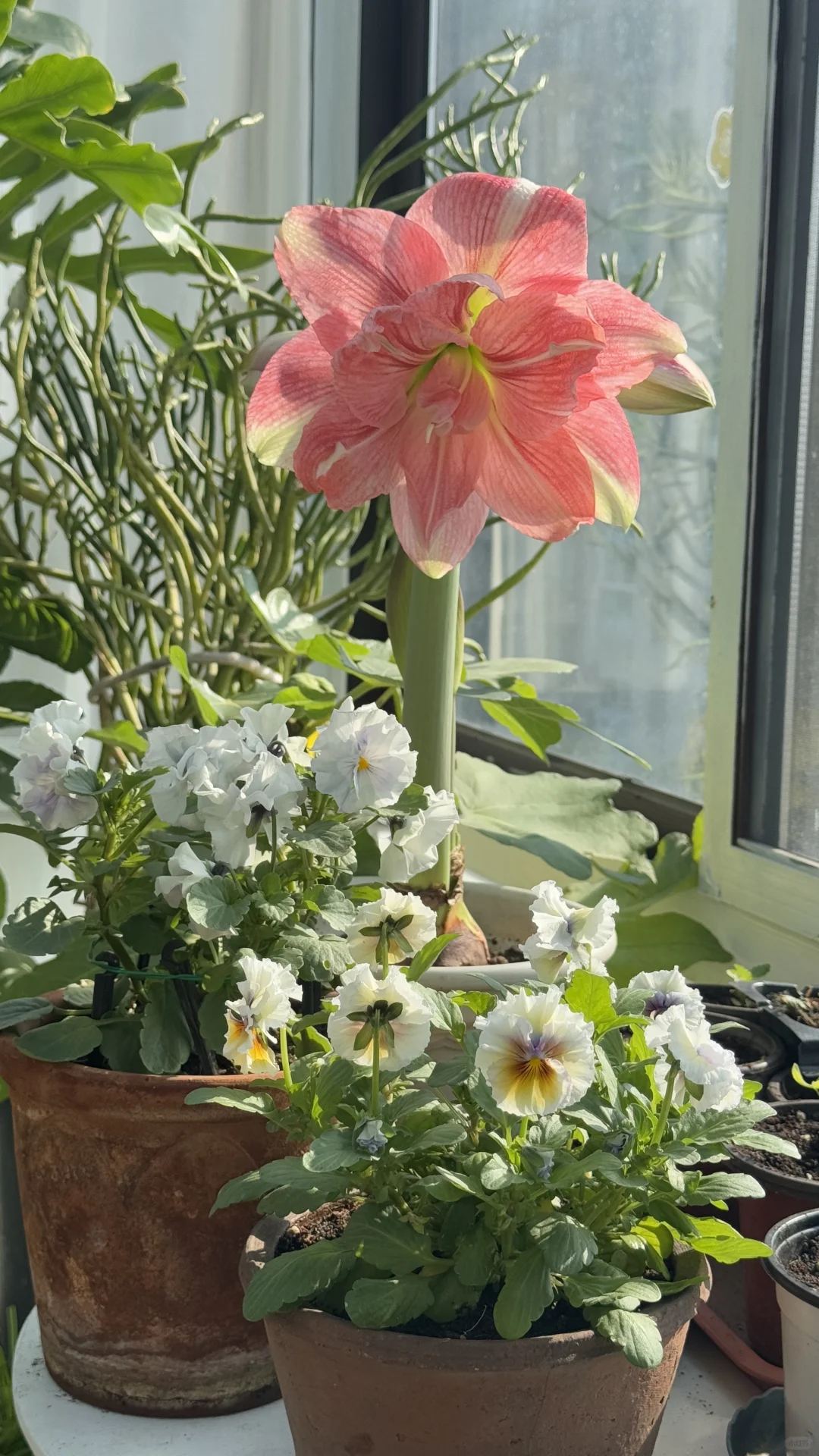 阳光是最美的滤镜