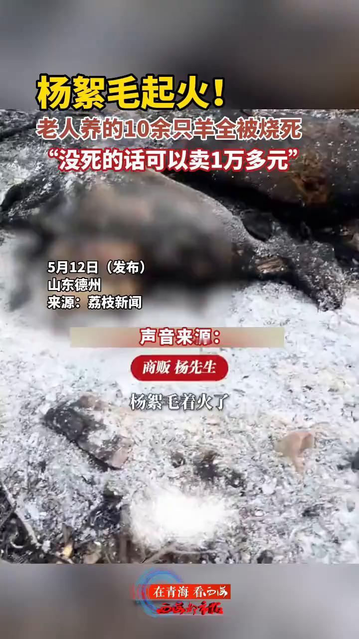 杨絮毛起火！老人养的10余只羊全被烧死，"没死的话可以卖1万多元"。
荔枝新闻。