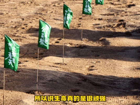 杭州年轻人的团建方式更新了杭州一公司开启193500棵梭梭树种植从江南春意到戈壁