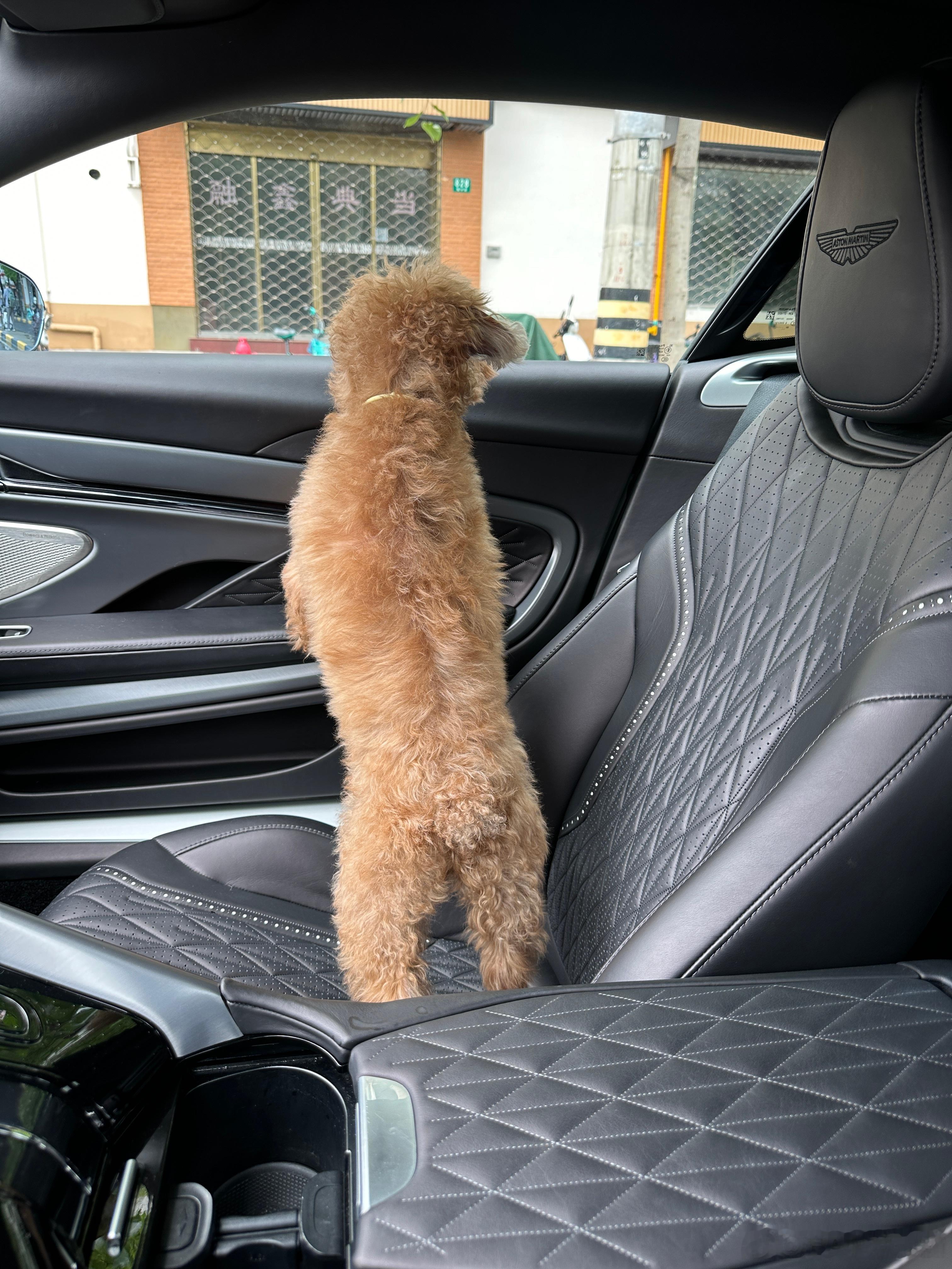 今天我的小狗平静地去汪星了，他永远离开了我。恰好发生了连云港萨摩耶事件，我有几句