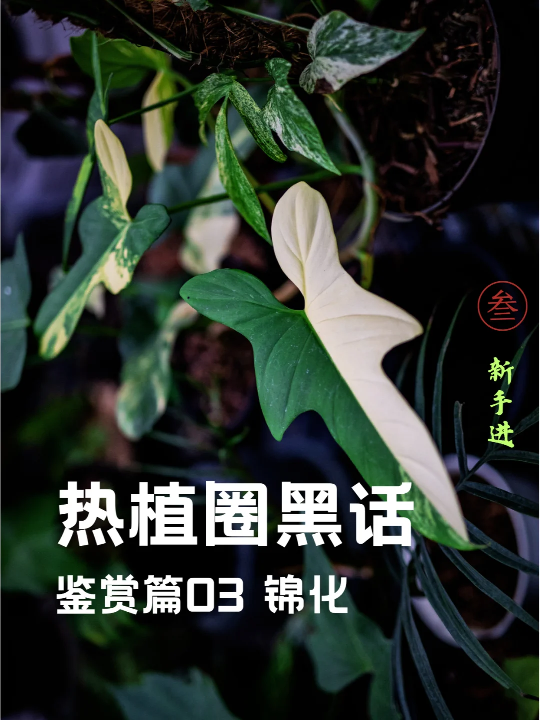 热植圈黑话知多少【鉴赏篇03】