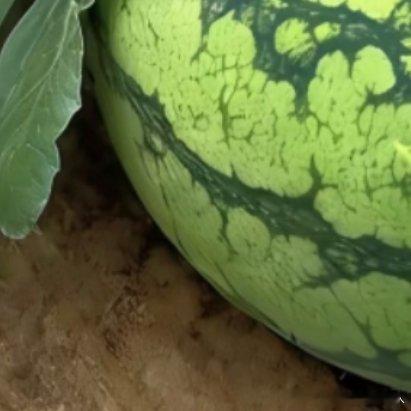 种植微公益🍉《露台/庭院小西瓜养成记》挂满小糖包⚠️ 阳台党闭眼入：早春红玉—