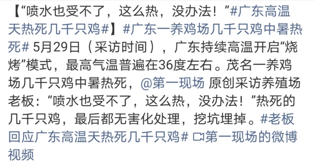广东高温天热死几千只鸡别说鸡了，人都快要热晕了，天气好闷好热没有空调真的不行