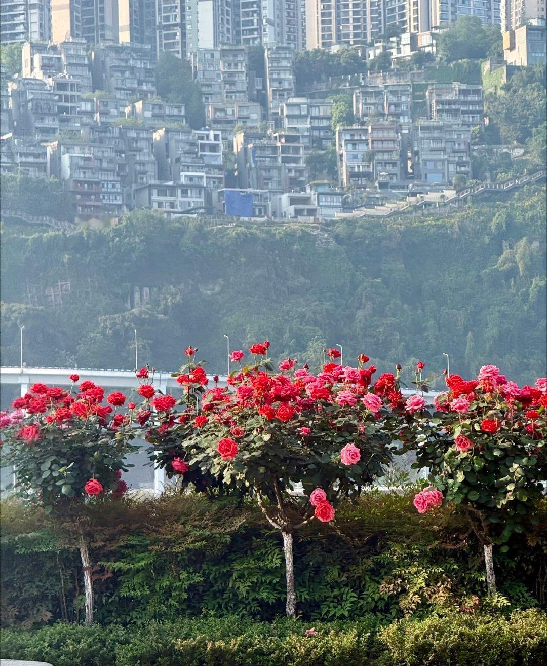 听说这是重庆纳税人的花开的真好看 