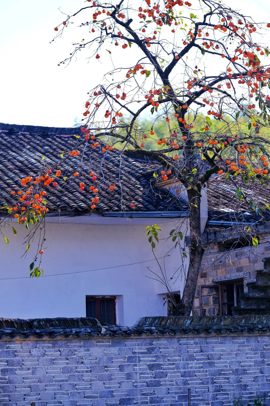 11.7塔川预报｜乌桕红了，错过等一年